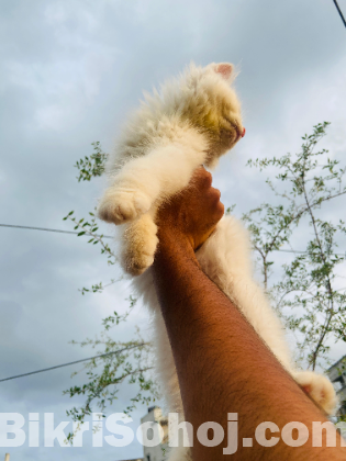 Persian kitten